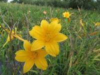 Denivka 'Daily Bread' (Hemerocallis)