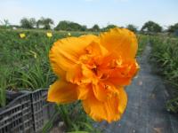 Denivka 'Prissy Peekaboo' (Hemerocallis)