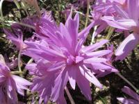 Ocún jesenní Waterlily (Colchicum autumnale)