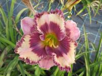 Denivka 'Regal Ametyst' (Hemerocallis)