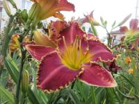 Denivka 'Chomp' (Hemerocallis)