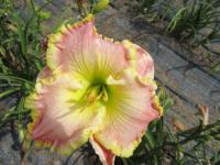 Denivka 'Emerald Bay' (Hemerocallis)