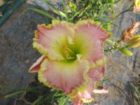 Denivka 'Emerald Bay' (Hemerocallis)