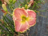 Denivka 'Shores of Time' (Hemerocallis)
