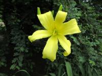 Denivka 'Revolute' (Hemerocallis)