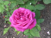 Růže 'Dr Karel Kramář' - Velkokvěté růže (Rosa)