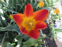 Tulipán 'Amber Glow' - Triumph tulipány (Tulipa)