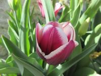 Tulipán 'Tiramisu' - Triumph tulipány (Tulipa)