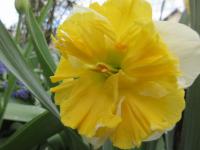 Narcis 'K's Choice' - Collar narcisy (Narcissus)