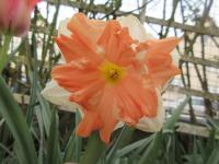 Narcis 'Apricot Whirl' - Collar narcisy (Narcissus)