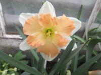 Narcis 'Hungarian Rhapsody' - Collar narcisy (Narcissus)