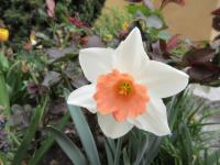 Narcis 'Accent' - Velkokorunné narcisy (Narcissus)