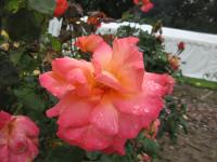 Růže 'Christophe Colomb, Cl' - Velkokvěté růže (Rosa)