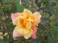 Růže 'Sutter's Gold' - Velkokvěté růže (Rosa)