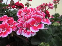 Pelargónie páskatá (Pelargonium zonale)
