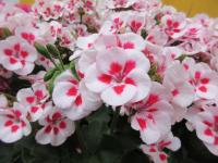 Pelargónie páskatá (Pelargonium zonale)
