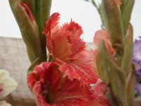 Mečík 'Abú Dhabí' (Gladiolus)