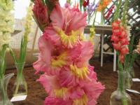 Mečík 'Olinka' (Gladiolus)