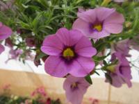 Kalibrachoa 'Neo Lavandula Cheesecake' (Calibrachoa)