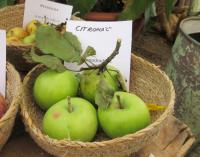 Jabloň domácí 'Citronáč' (Malus domestica)