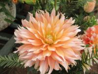Jiřinka 'Apelsini Sniega' (Dahlia)