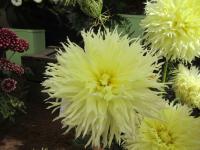 Jiřinka 'Citron du Cap' (Dahlia)