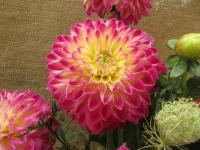 Jiřinka 'Hapet Daydream' (Dahlia)