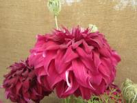 Jiřinka 'Spartacus' (Dahlia)