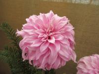 Jiřinka 'Vassio Megos' (Dahlia)
