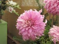 Jiřinka 'Vassio Megos' (Dahlia)