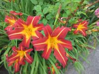 Denivka 'Autumn Red' (Hemerocallis)