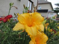 Denivka 'Ciku Cakas' (Hemerocallis)