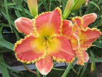 Denivka 'Frisco Frolic' (Hemerocallis)
