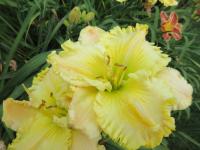 Denivka 'Dawn Appears' (Hemerocallis)
