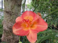 Denivka 'Gladys Campbell' (Hemerocallis)