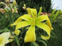 Denivka 'Delicious Apple' (Hemerocallis)