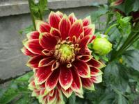 Jiřinka 'Sombrero' - Dekorační jiřinky (Dahlia)