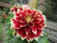 Jiřinka 'Sombrero' - Dekorační jiřinky (Dahlia)