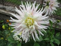 Jiřinka 'Val's Candy' - Semikaktusovité jiřinky (Dahlia)