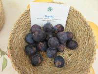 Slivoň švestka 'Bryská ' (Prunus domestica)