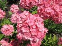 Hvozdík vousatý 'Newport Pink' (Dianthus barbatus)