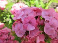 Hvozdík vousatý 'Newport Pink' (Dianthus barbatus)