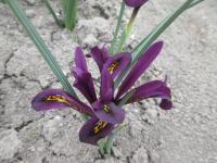 Kosatec síťkovaný 'JS Dijt' (Iris reticulata)