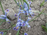 Kosatec síťkovaný 'Angela' (Iris reticulata)
