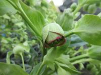 Čemeřice smrdutá (Helleborus foetidus)