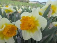 Narcis 'SunDazed' - Velkokorunné narcisy (Narcissus)