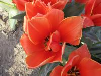Tulipán 'Calypso' - Greigii tulipány (Tulipa)