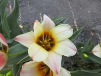 Tulipán 'Tarafa' - Greigii tulipány (Tulipa)