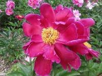 Pivoňka čínská 'Noble Carmen' (Paeonia lactiflora)