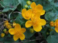 Blatouch bahenní (Caltha palustris)